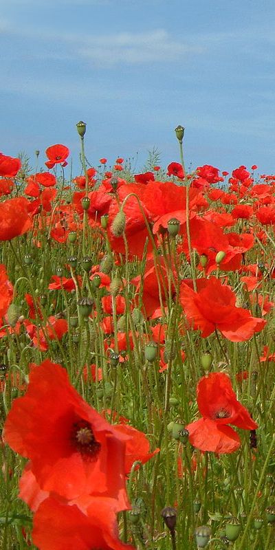 Poppy